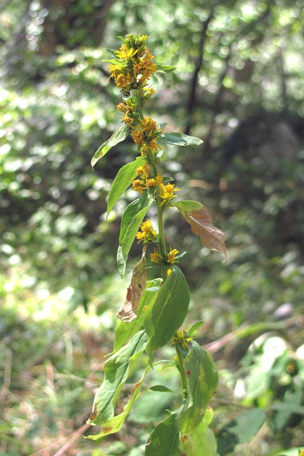 Изображение особи Solidago virgaurea ssp. taurica.