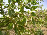 Lonicera nummulariifolia. Ветки с плодами. Узбекистан, Ташкентская обл., окрестности г. Янгиабад. 21.08.2005.