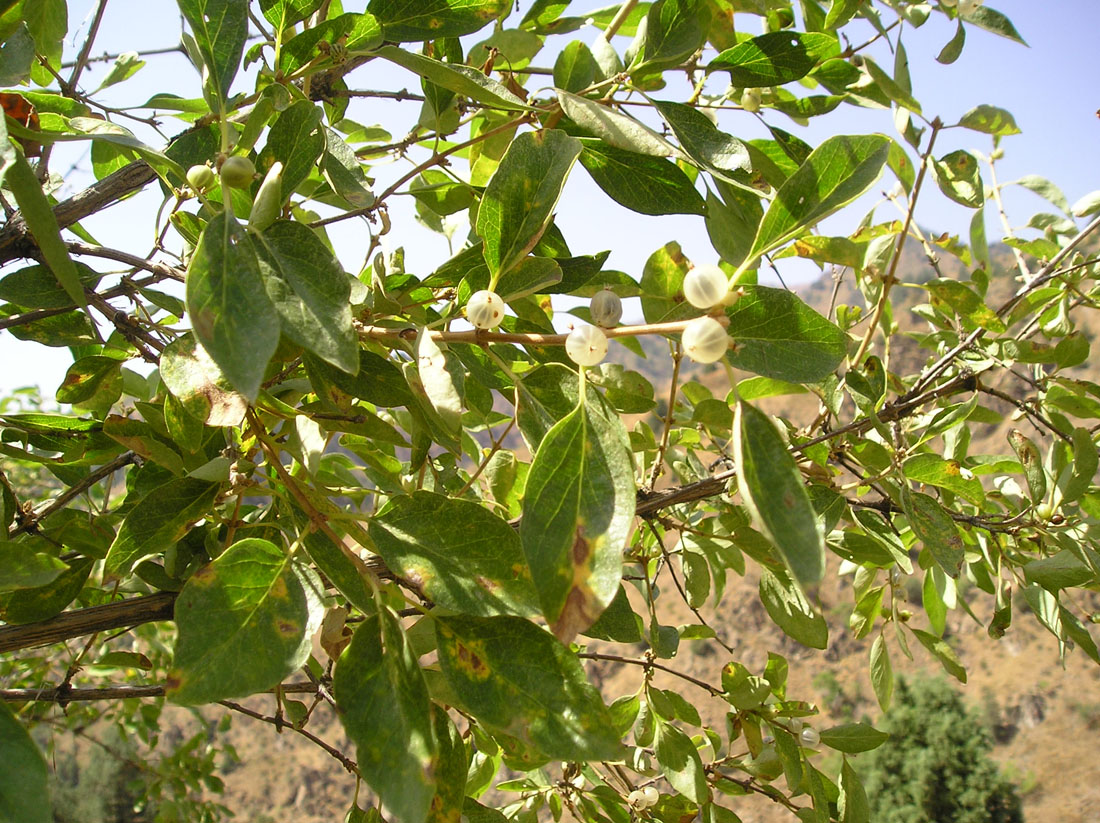 Image of Lonicera nummulariifolia specimen.