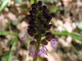 Orchis purpurea