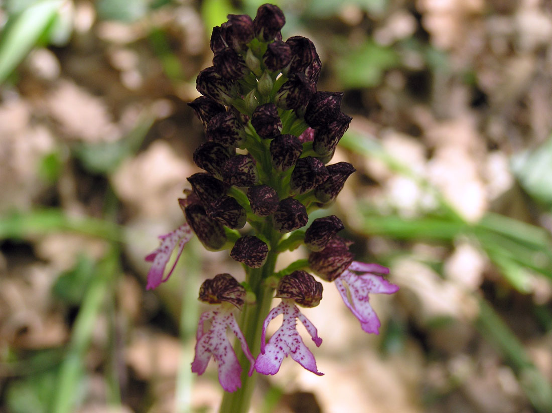 Image of Orchis purpurea specimen.