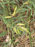 Astragalus arenarius