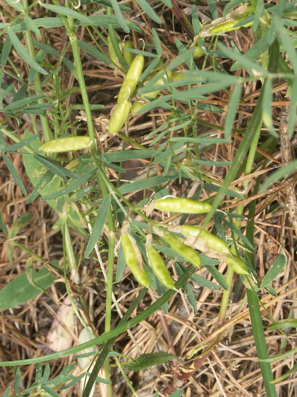 Изображение особи Astragalus arenarius.