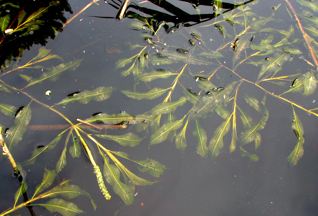 Image of Potamogeton lucens specimen.