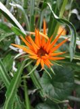 Gazania × hybrida. Соцветие. Санкт-Петербург, клумба. 29 октября 2011 г.