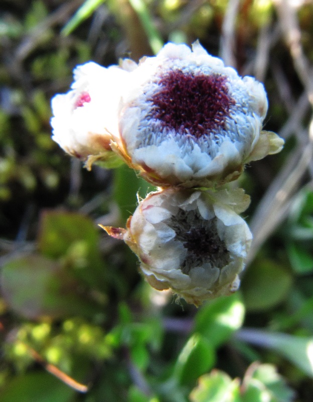 Изображение особи Antennaria alpina.