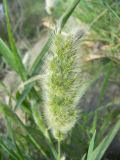 Polypogon monspeliensis