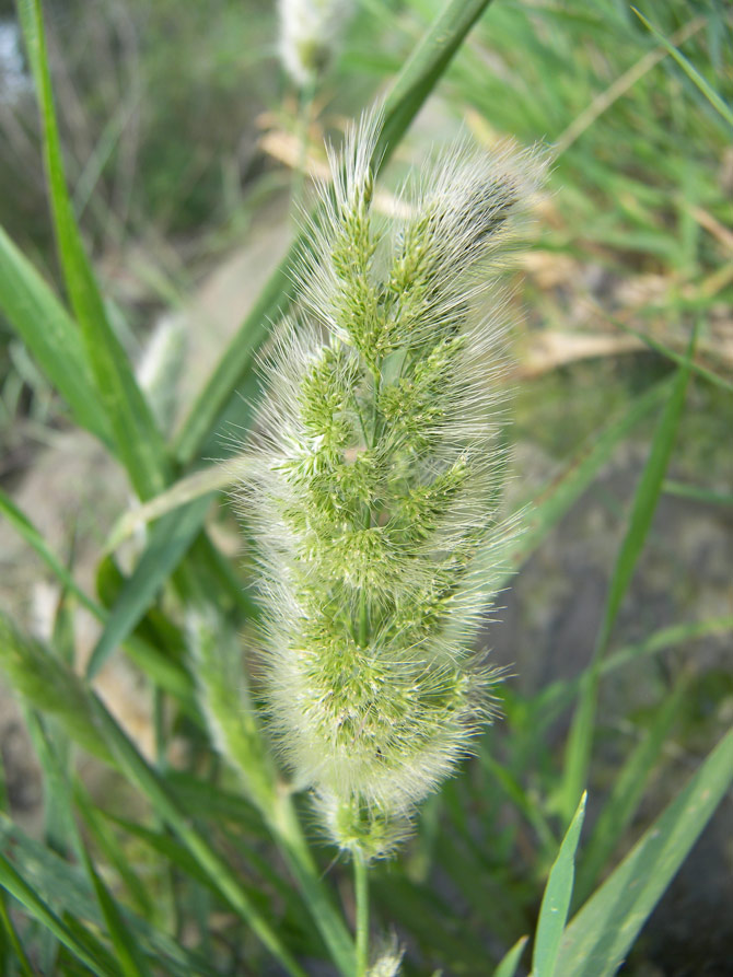 Изображение особи Polypogon monspeliensis.