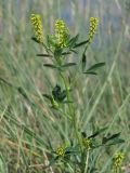 Melilotus indicus