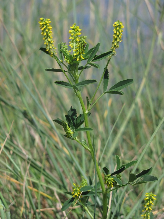 Изображение особи Melilotus indicus.