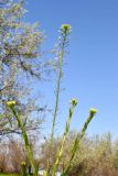 Camelina microcarpa