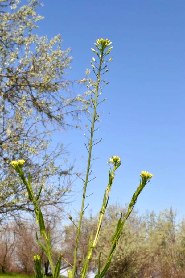 Image of Camelina microcarpa specimen.