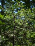genus Abies. Верхушка молодого дерева. Приморье, Владивосток, Ботанический сад. 23.08.2009.