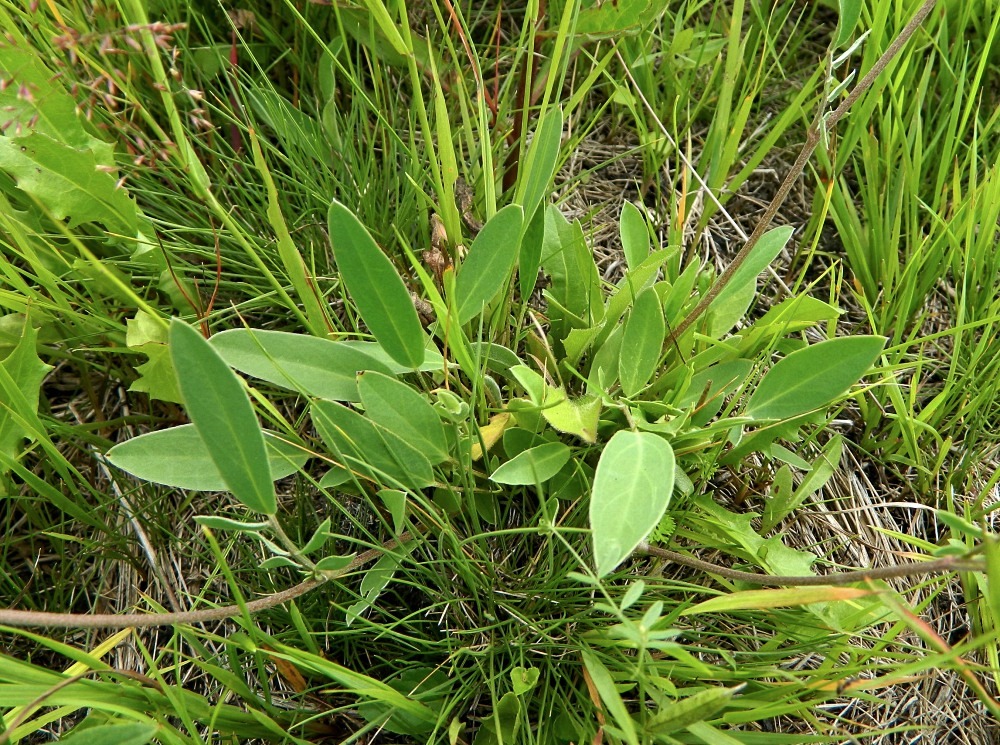 Image of Anthyllis vulneraria var. schiwereckii specimen.