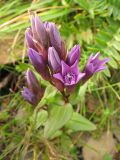 Gentianella carpatica