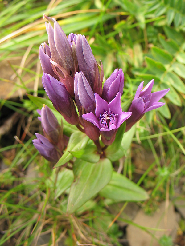 Изображение особи Gentianella carpatica.