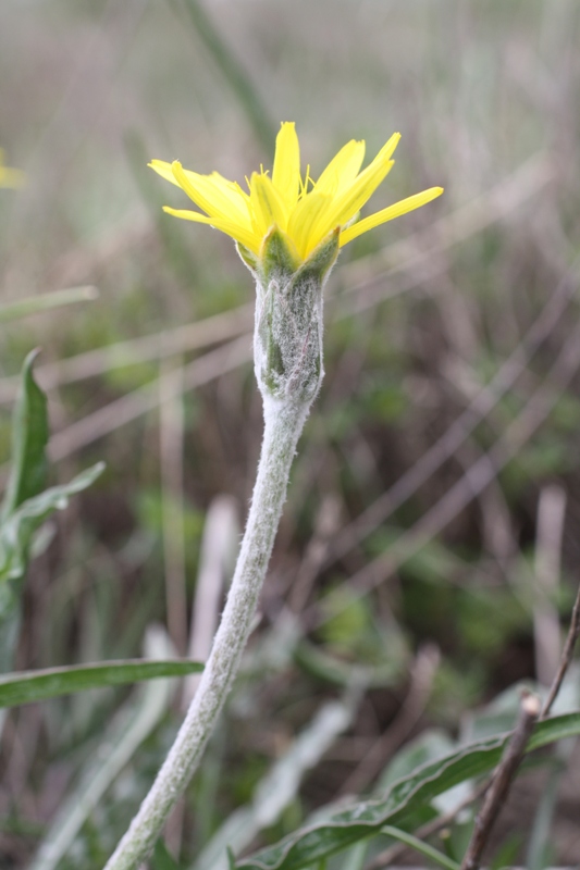 Image of Scorzonera turkeviczii specimen.