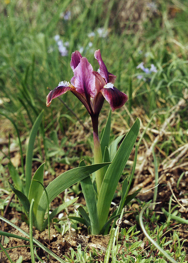 Image of Iris pumila specimen.