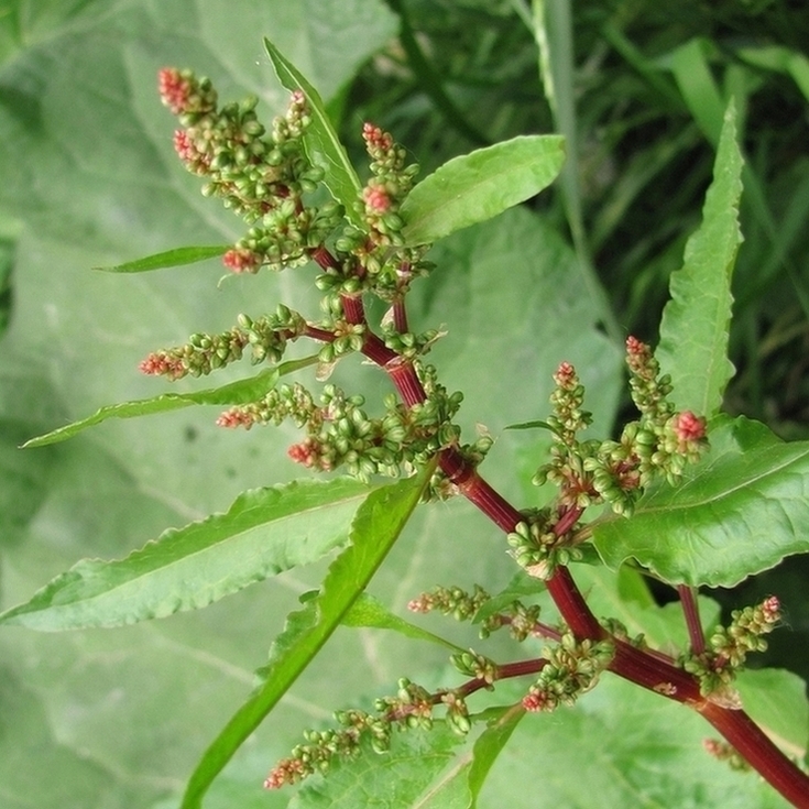 Image of Rumex obtusifolius specimen.