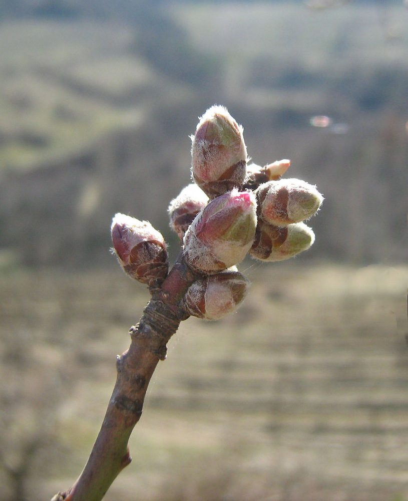 Изображение особи Amygdalus communis.