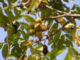 Juglans mandshurica. Часть ветви со зрелыми плодами. Приморский край, Спасский р-н, с. Хвалынка. 13.09.2007.