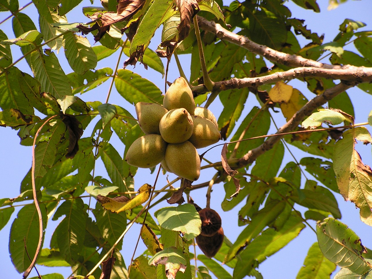 Изображение особи Juglans mandshurica.