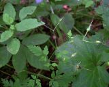 Geranium robertianum