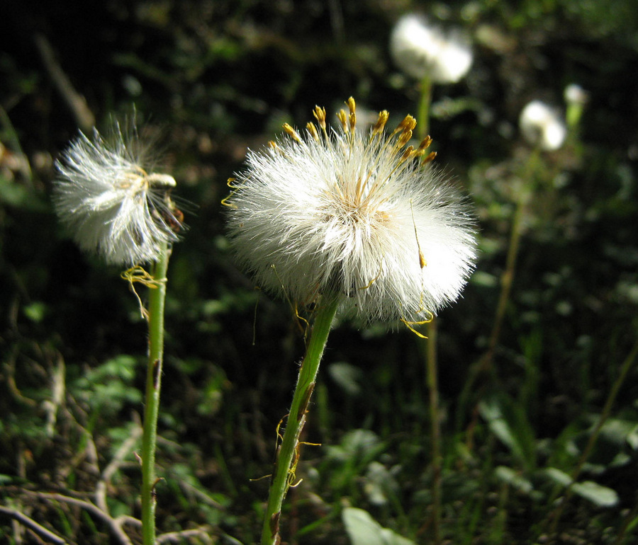 Image of Tussilago farfara specimen.