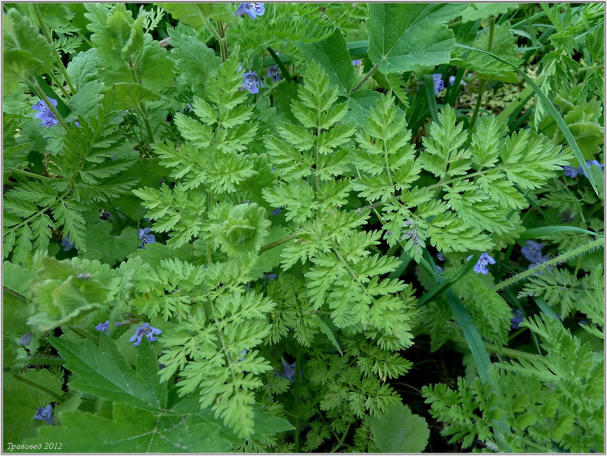 Изображение особи Chaerophyllum bulbosum.