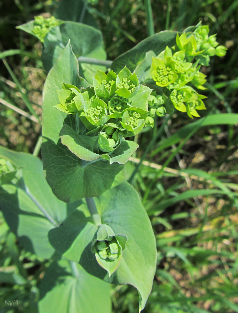 Изображение особи Bupleurum longifolium ssp. aureum.