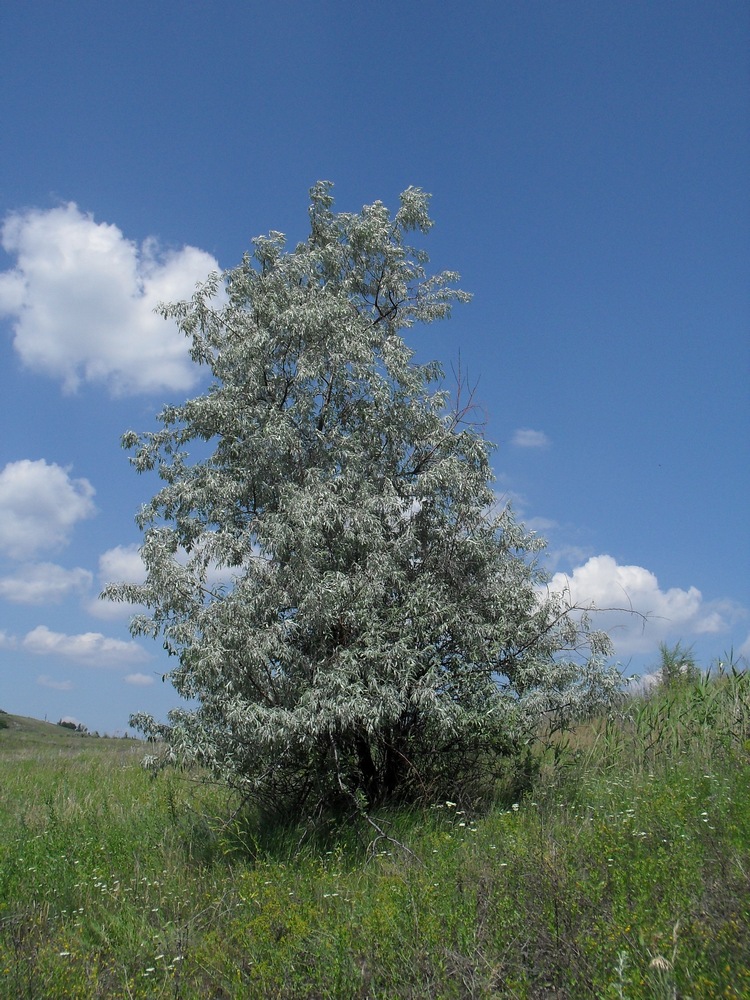 Image of Elaeagnus angustifolia specimen.