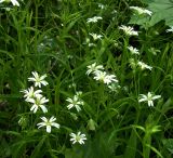 Stellaria holostea. Верхушки цветущих растений. Курская обл., г. Железногорск, берег р. Погарщины у вдхр. 18 мая 2007 г.