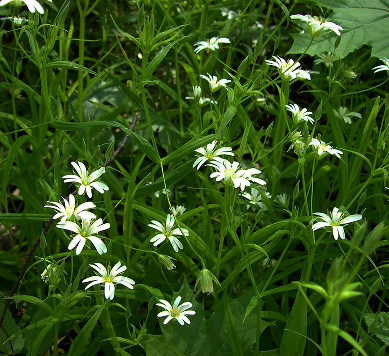 Image of Stellaria holostea specimen.