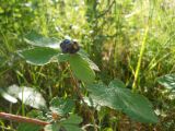 Rubus caesius. Верхушка побега с плодами. Южный берег Крыма, над Гурзуфом, в лиственном лесу. 21 июня 2012 г.