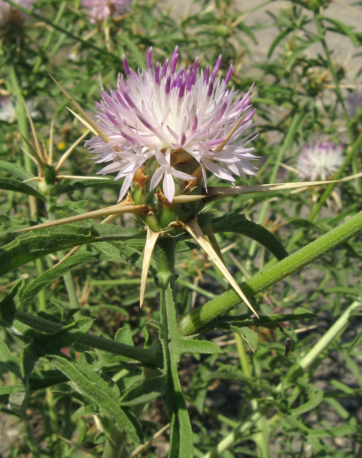 Изображение особи Centaurea calcitrapa.