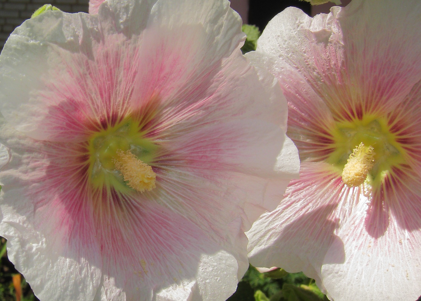 Изображение особи Alcea rosea.