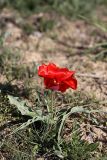 Tulipa greigii. Цветущее растение. Южный Казахстан, на краю плато над каньоном Машат. 14.04.2012.