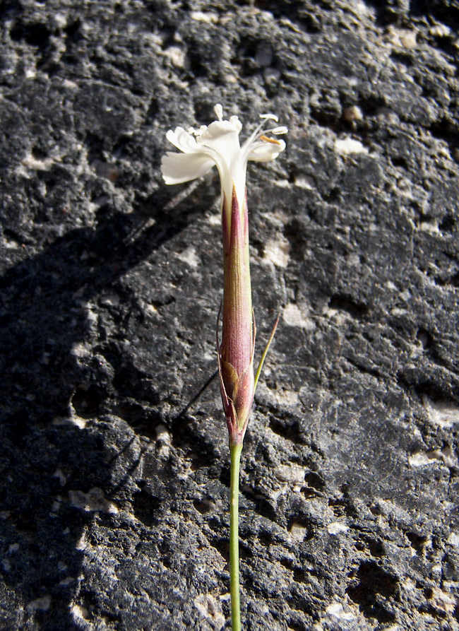 Изображение особи Dianthus elbrusensis.