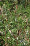 Persicaria × lenticularis. Цветущие растения. Крым, Симферополь, западный берег Симферопольского водохранилища. 5 августа 2012 г.