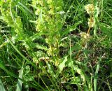 Rumex stenophyllus. Нижняя часть плодоносящего растения. Астраханская обл., Икрянинский р-н, луговая низина у с. Ниновка. 10.08.2012.