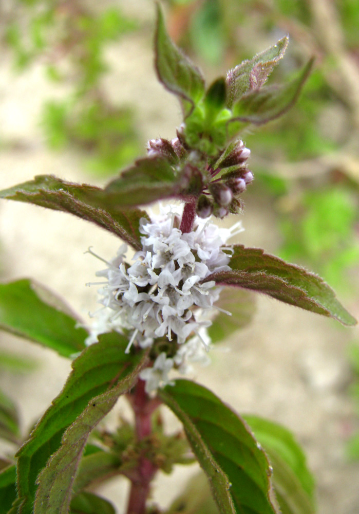 Image of Mentha arvensis specimen.