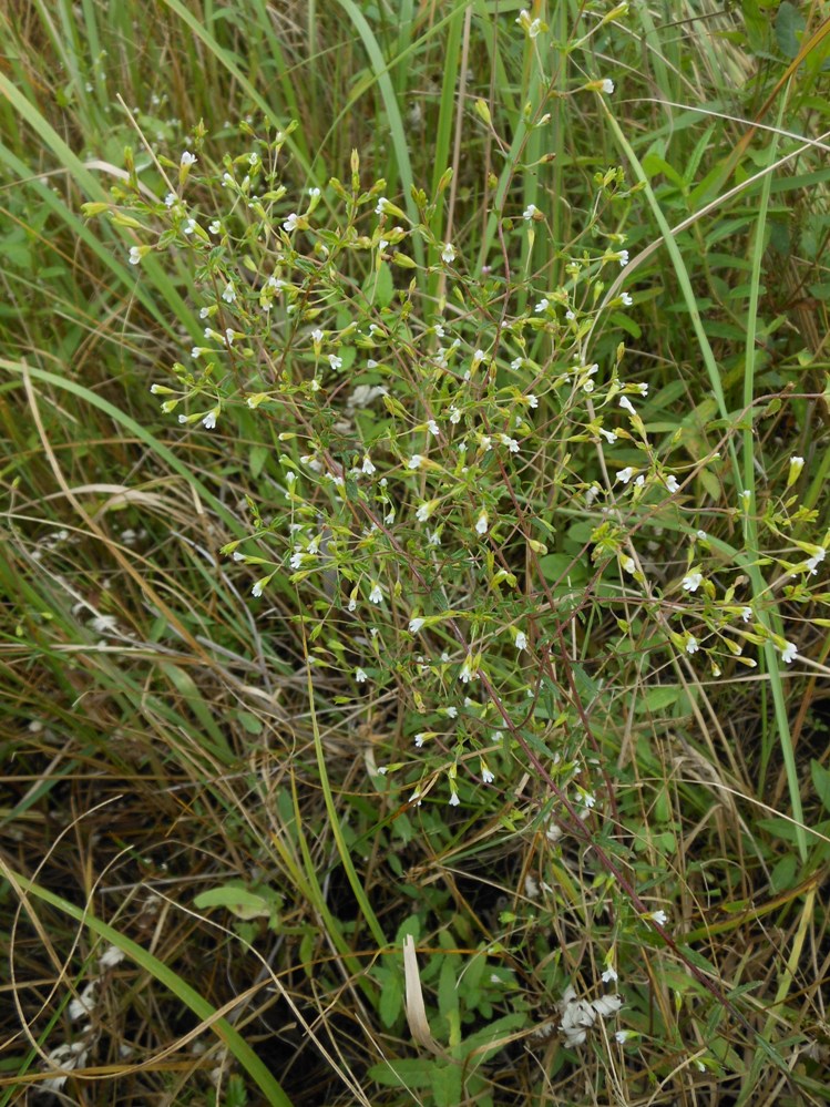 Image of Omphalothrix longipes specimen.