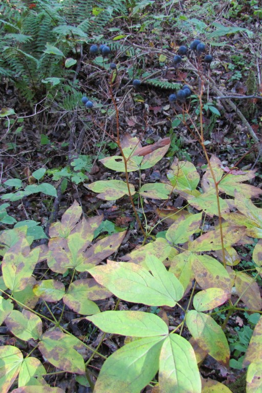 Image of Caulophyllum robustum specimen.