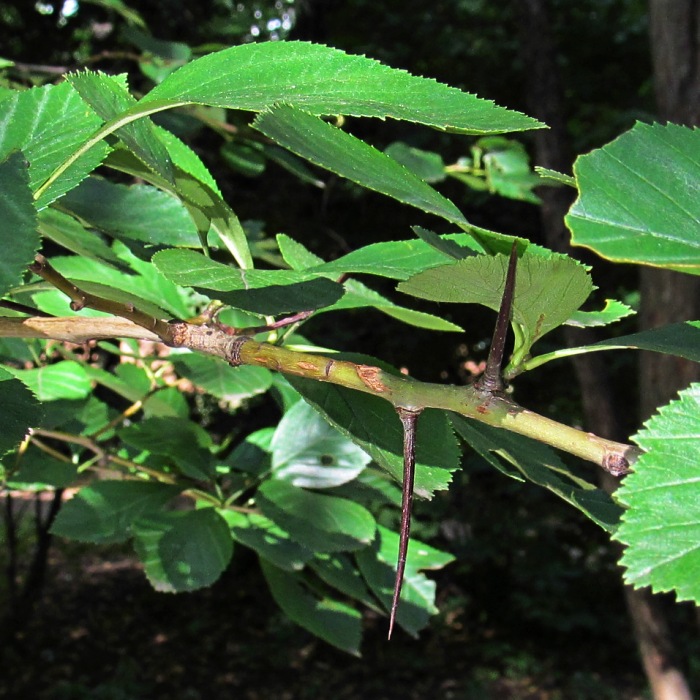 Image of Crataegus crus-galli specimen.