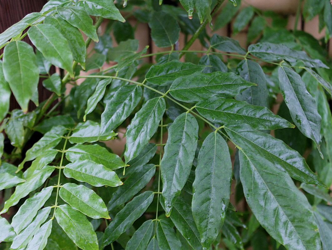 Image of Wisteria floribunda specimen.