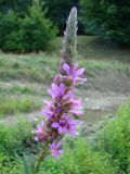 View full-size image Lythrum salicaria