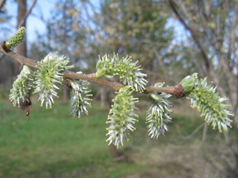 Изображение особи Salix cinerea.