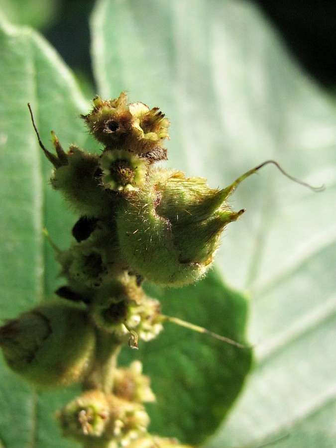 Изображение особи Hamamelis japonica.