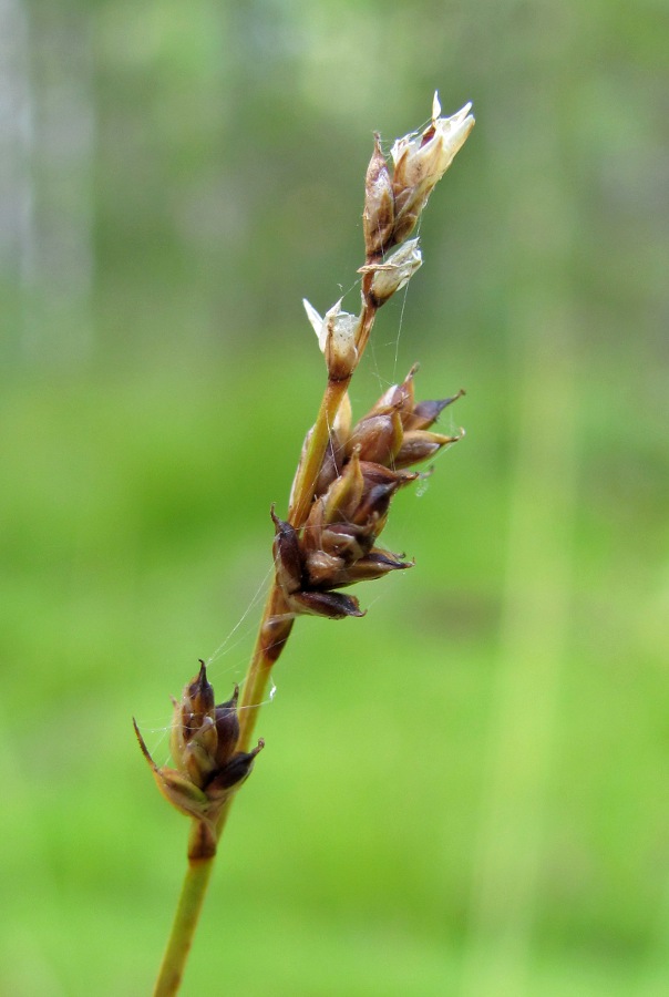 Изображение особи Carex brunnescens.