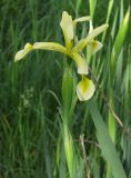 Iris halophila. Цветок. Ростовская обл., Каменский р-н, окр. пос. Глубокий. 15.05.2012.